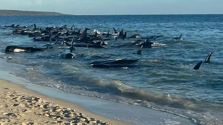Korkutan manzara: 100’den fazla balina kıyıya vurdu