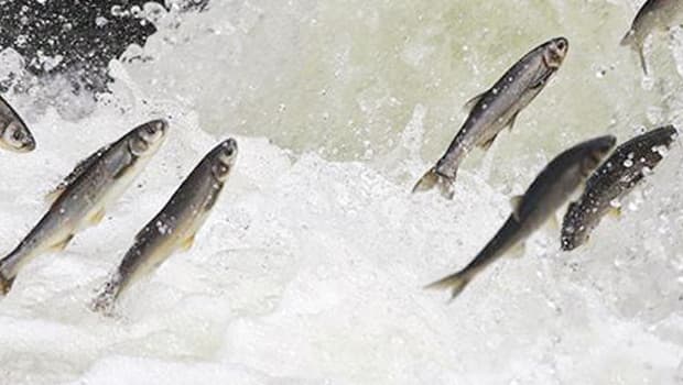 İnci kefaline göç temizliği