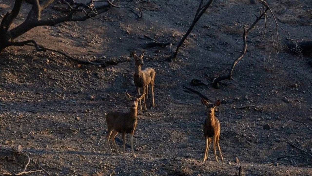 Felaketin sessiz tanıkları: Los Angeles'ta alevler hayvanları da vurdu!